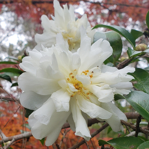 Mine-No-Yuki Sasanqua Camellia, Snow on the Mountain, White Doves, Snow on the Ridge Sasanqua Camellia, Camellia sasanqua 'Mine-No-Yuki, C. sasanqua 'Snow on the Mountain'